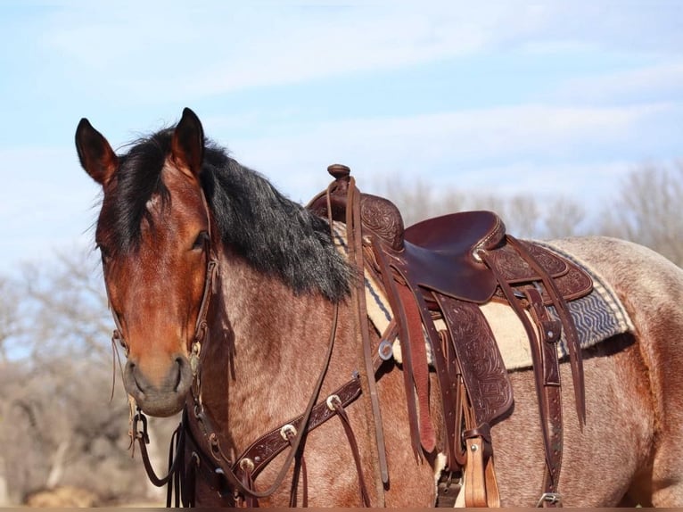 American Quarter Horse Gelding 7 years Roan-Bay in Graham TX