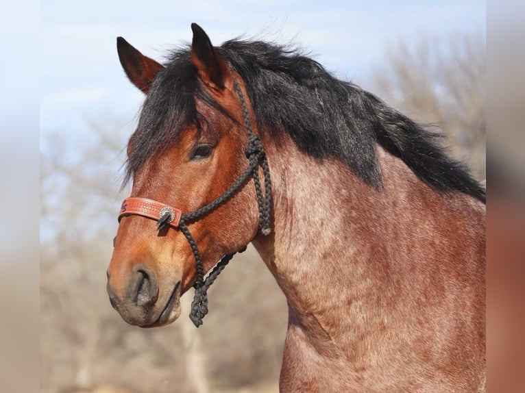 American Quarter Horse Gelding 7 years Roan-Bay in Graham TX