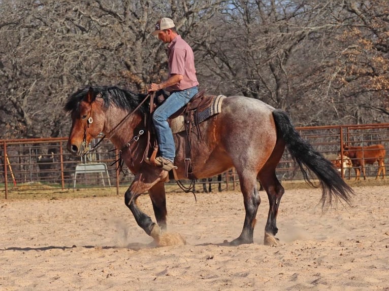 American Quarter Horse Gelding 7 years Roan-Bay in Graham TX