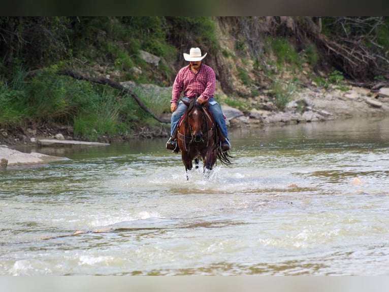 American Quarter Horse Gelding 7 years Roan-Bay in Stephenville Tx