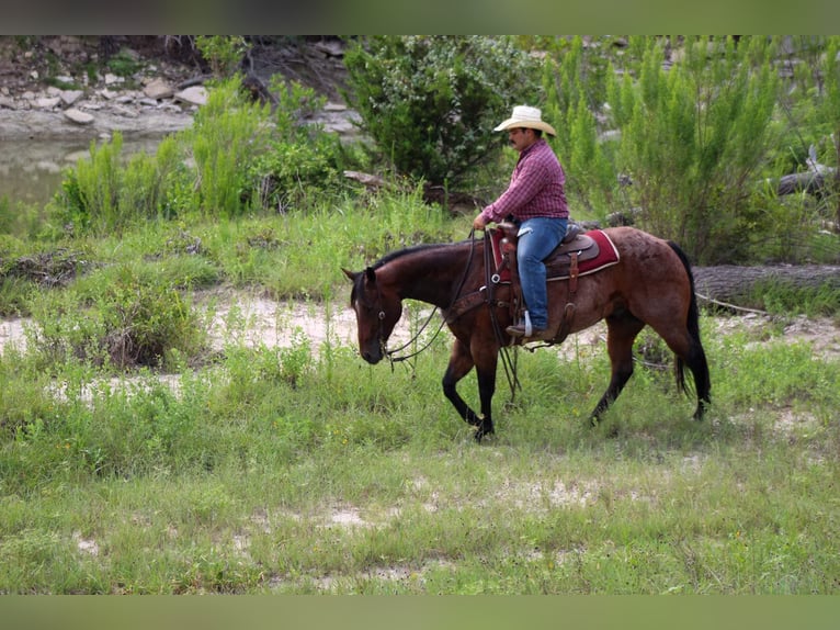 American Quarter Horse Gelding 7 years Roan-Bay in Stephenville Tx