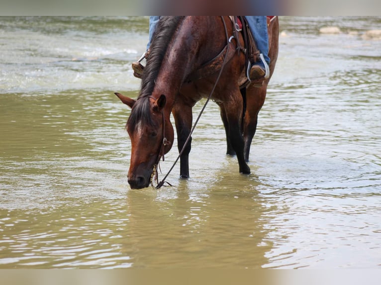 American Quarter Horse Gelding 7 years Roan-Bay in Stephenville Tx