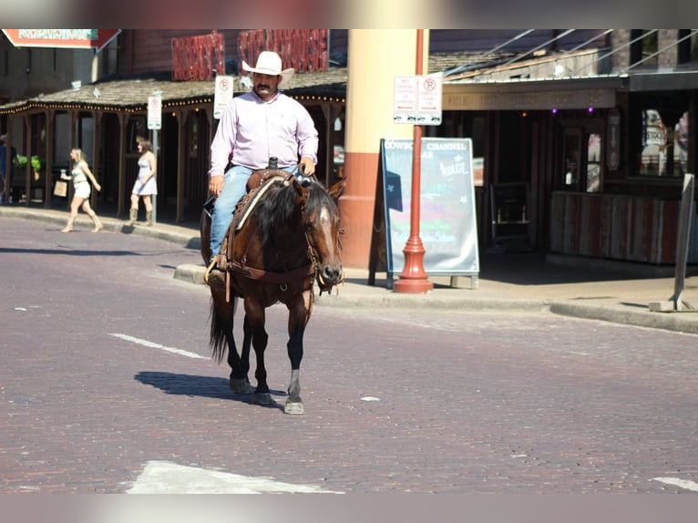 American Quarter Horse Gelding 7 years Roan-Bay in Stephenville Tx