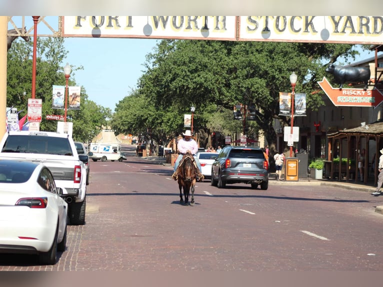 American Quarter Horse Gelding 7 years Roan-Bay in Stephenville Tx