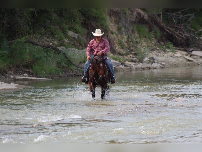 American Quarter Horse Gelding 7 years Roan-Bay in Stephenville Tx