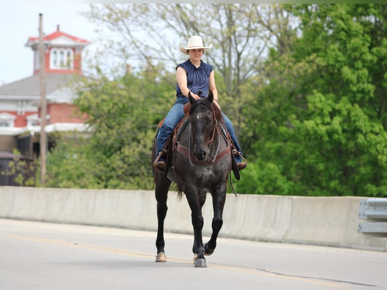 American Quarter Horse Gelding 7 years Roan-Blue in Clarion