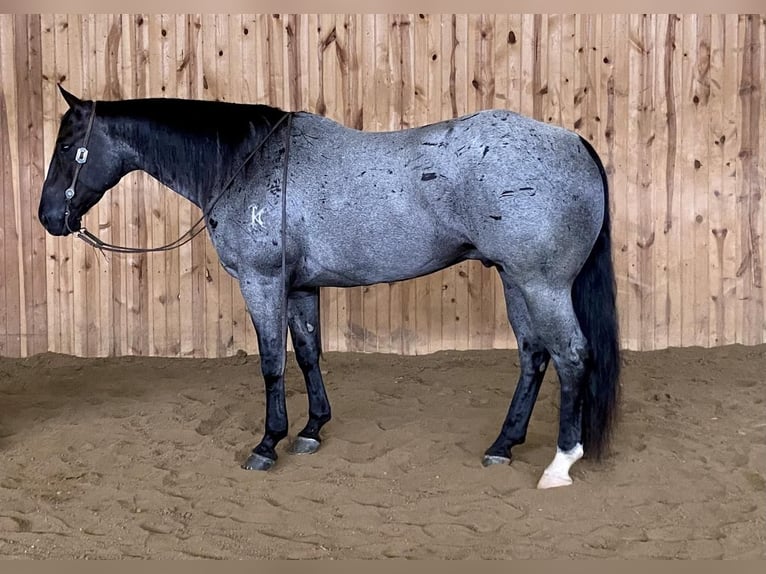 American Quarter Horse Gelding 7 years Roan-Blue in Holland, IA