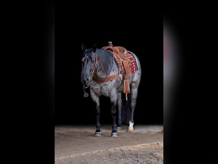 American Quarter Horse Gelding 7 years Roan-Blue in Holland, IA