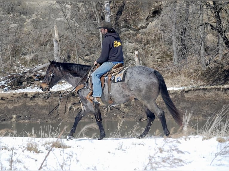 American Quarter Horse Gelding 7 years Roan-Blue in Lamotte, IA