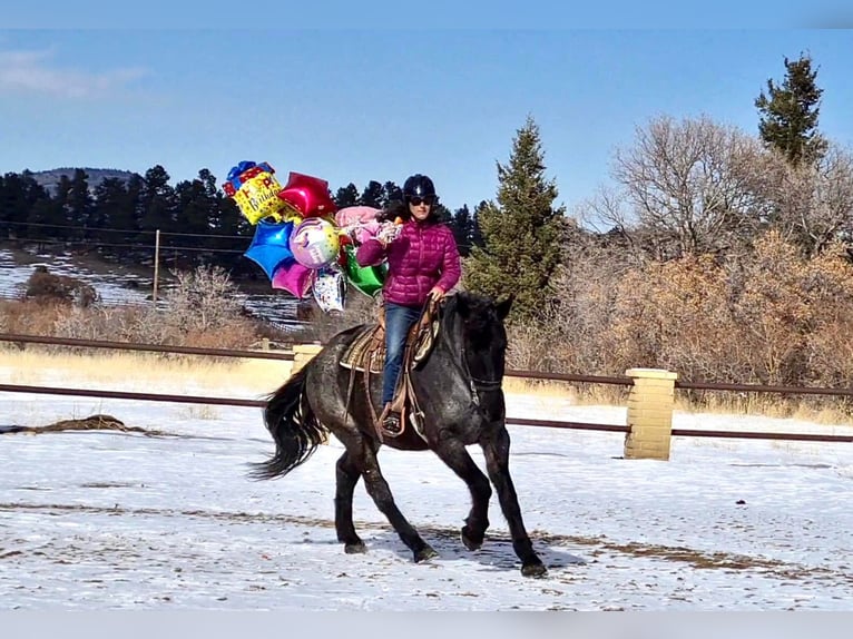 American Quarter Horse Gelding 7 years Roan-Blue in Franktown CO