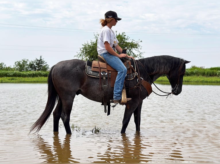 American Quarter Horse Gelding 7 years Roan-Blue in Byers TX