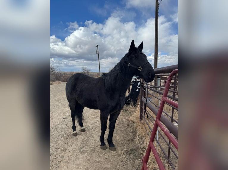 American Quarter Horse Gelding 7 years Roan-Blue in Dorlores CO