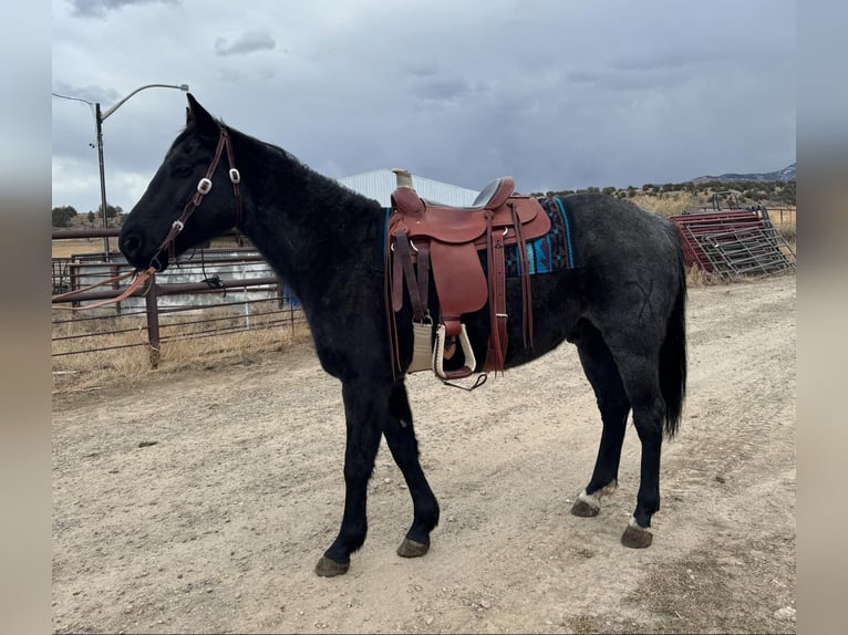 American Quarter Horse Gelding 7 years Roan-Blue in Dorlores CO