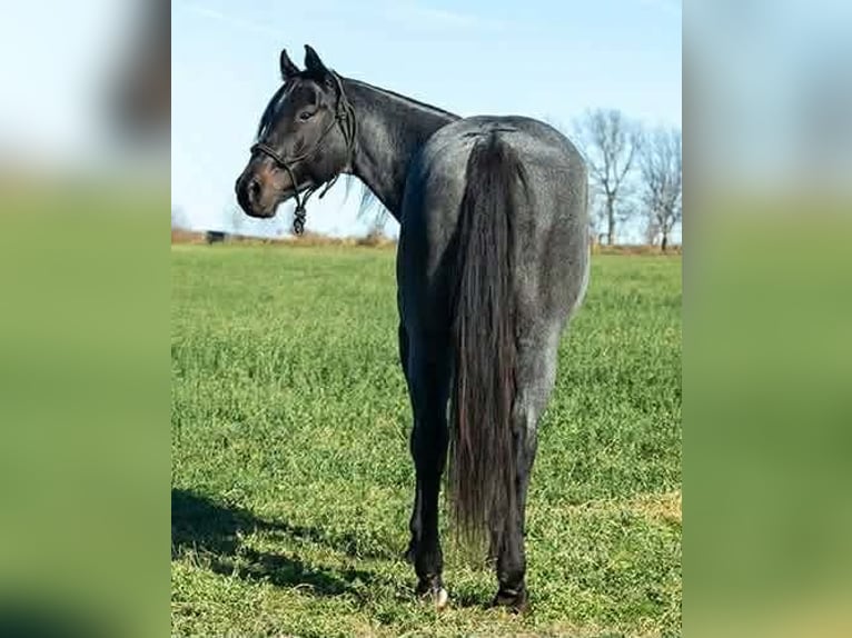 American Quarter Horse Gelding 7 years Roan-Blue in Princeville