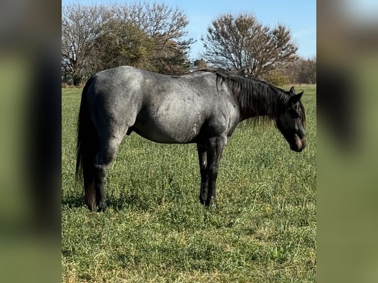 American Quarter Horse Gelding 7 years Roan-Blue in Princeville