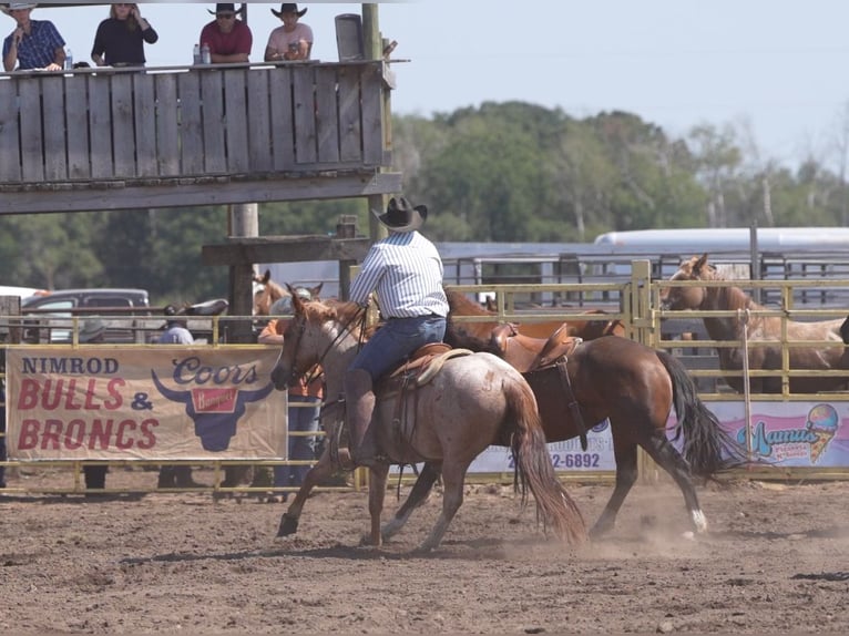 American Quarter Horse Gelding 7 years Roan-Red in Nevis