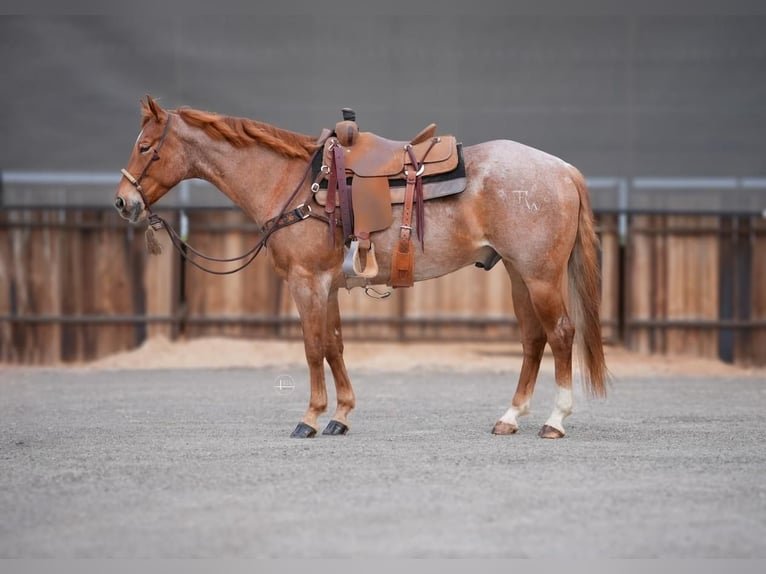 American Quarter Horse Gelding 7 years Roan-Red in Millsap, TX