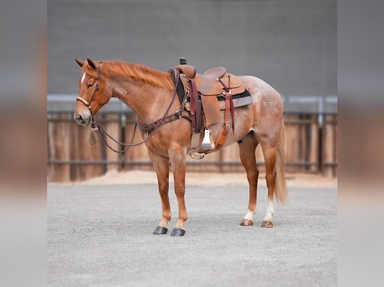 American Quarter Horse Gelding 7 years Roan-Red in Millsap, TX