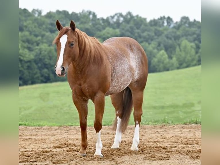 American Quarter Horse Gelding 7 years Roan-Red in Jackson, OH