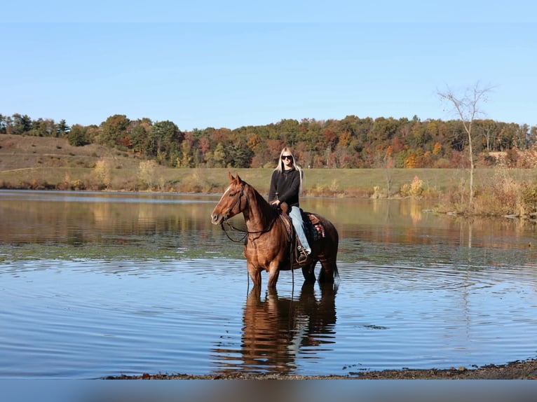 American Quarter Horse Gelding 7 years Roan-Red in Beaver Springs
