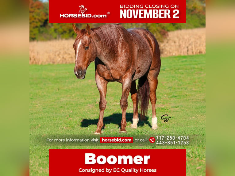 American Quarter Horse Gelding 7 years Roan-Red in Beaver Springs