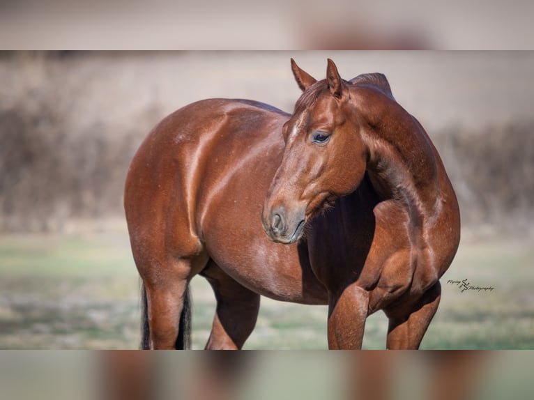 American Quarter Horse Gelding 7 years Roan-Red in Harwood