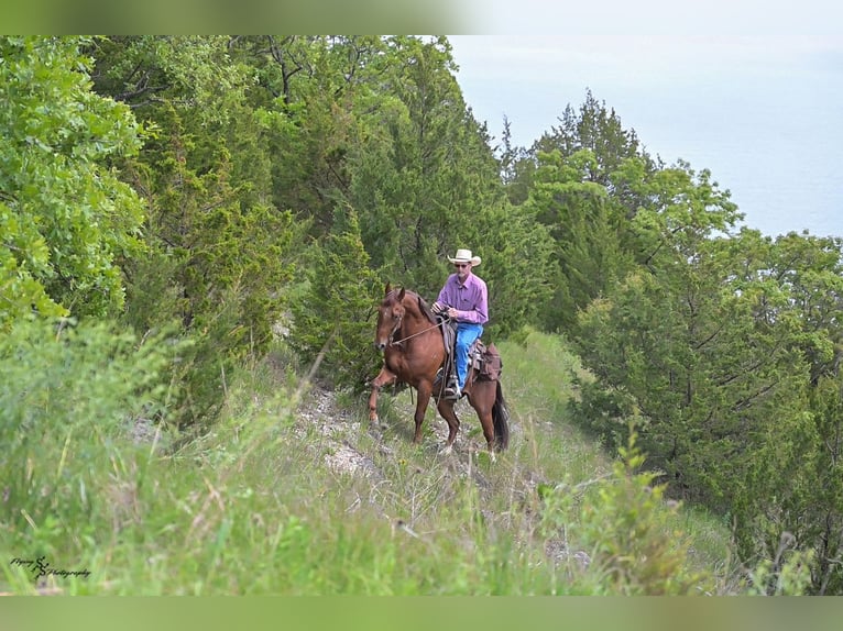 American Quarter Horse Gelding 7 years Roan-Red in Harwood