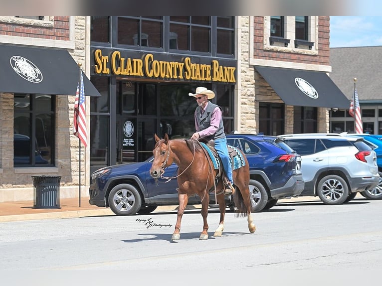 American Quarter Horse Gelding 7 years Roan-Red in Harwood