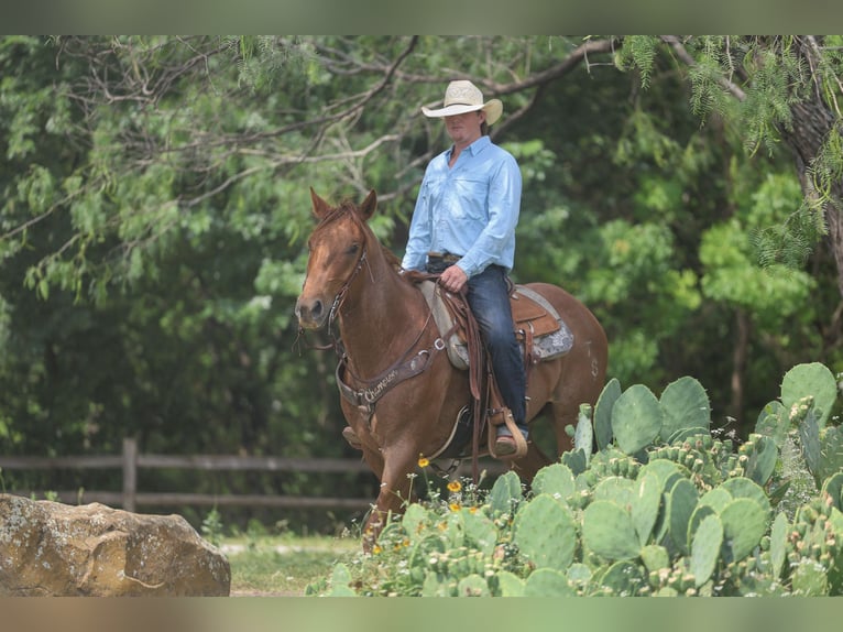 American Quarter Horse Gelding 7 years Roan-Red in Stephenville