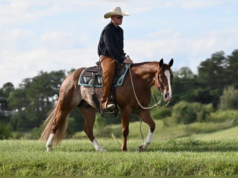 American Quarter Horse Gelding 7 years Roan-Red in Jackson, OH