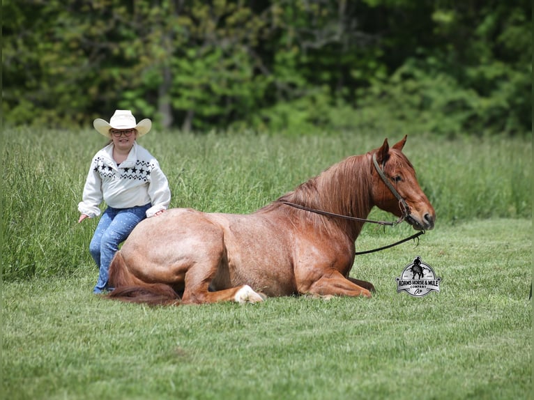 American Quarter Horse Gelding 7 years Roan-Red in Mount Vernon, KY