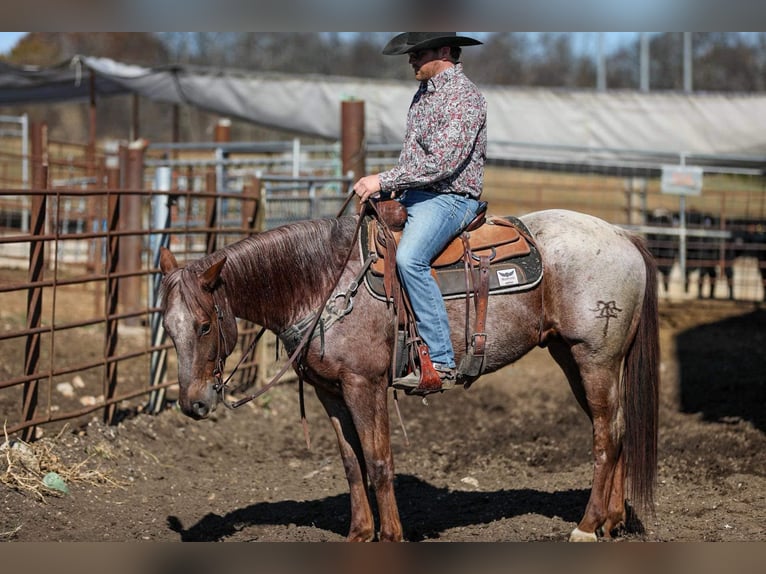 American Quarter Horse Gelding 7 years Roan-Red in Santa Fe, TN