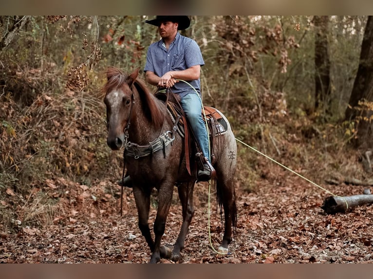 American Quarter Horse Gelding 7 years Roan-Red in Santa Fe, TN