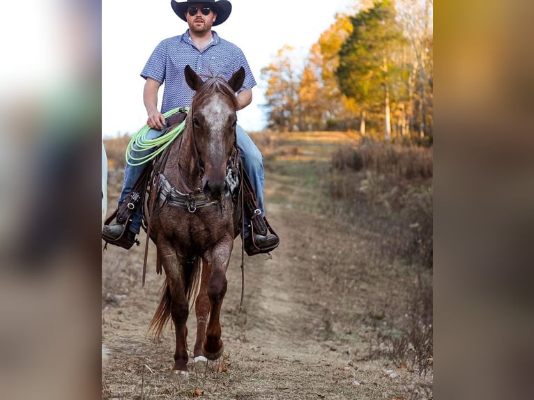 American Quarter Horse Gelding 7 years Roan-Red in Santa Fe, TN