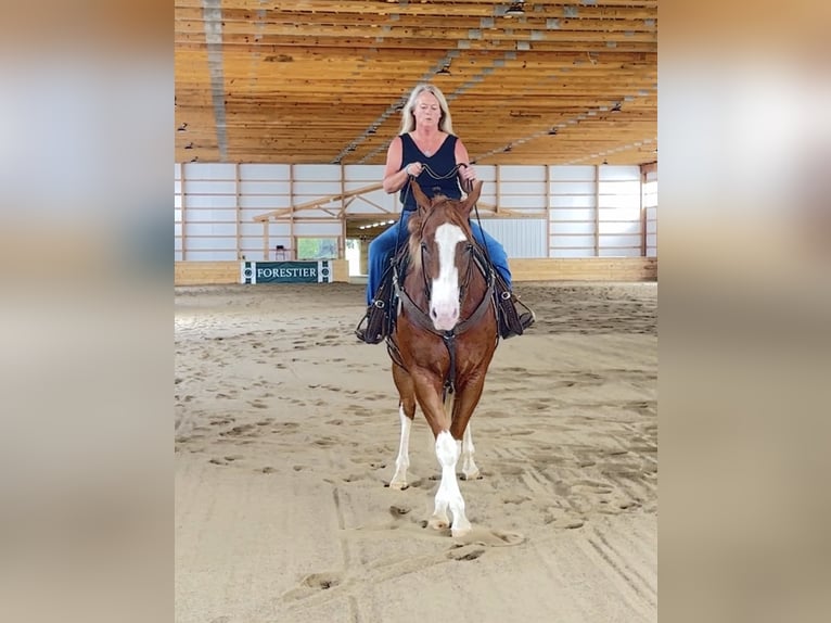 American Quarter Horse Gelding 7 years Sorrel in Henderson