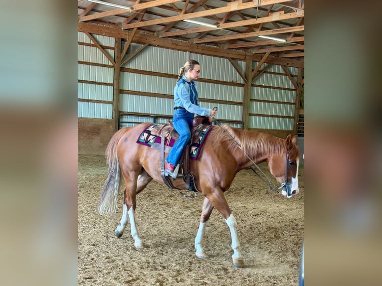 American Quarter Horse Gelding 7 years Sorrel in Henderson