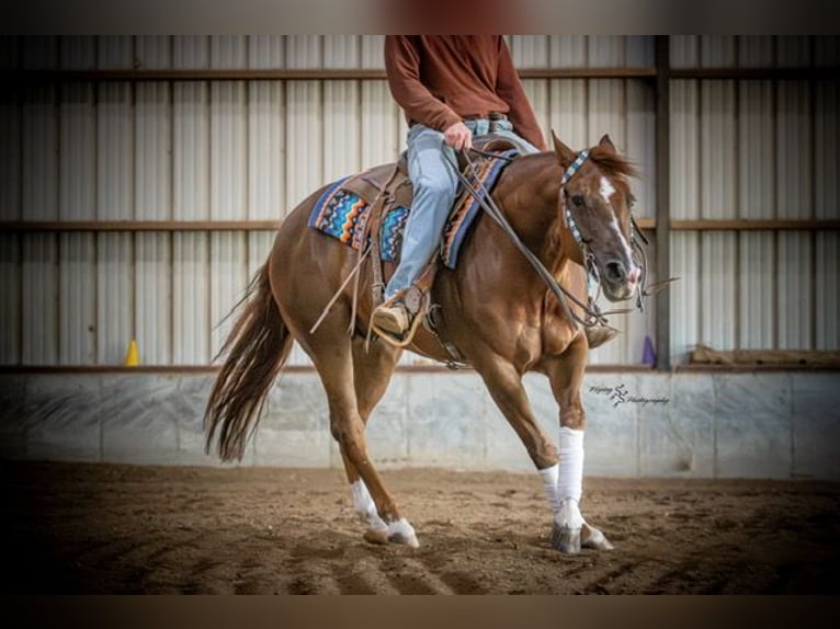 American Quarter Horse Gelding 7 years Sorrel in Sedalia