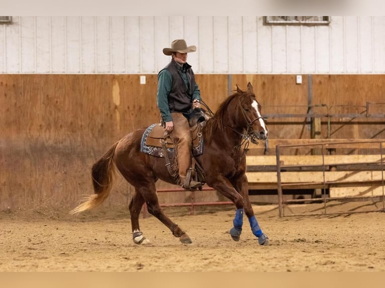 American Quarter Horse Gelding 7 years Sorrel in Decorah, IA