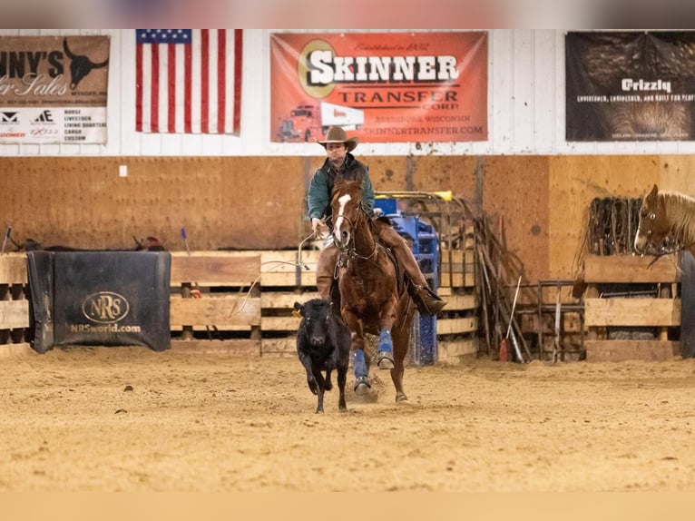 American Quarter Horse Gelding 7 years Sorrel in Decorah, IA