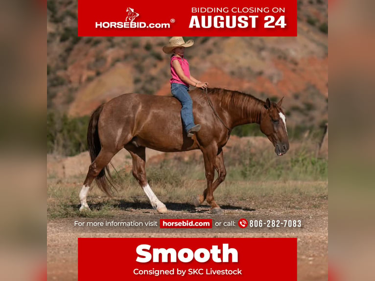 American Quarter Horse Gelding 7 years Sorrel in Canyon