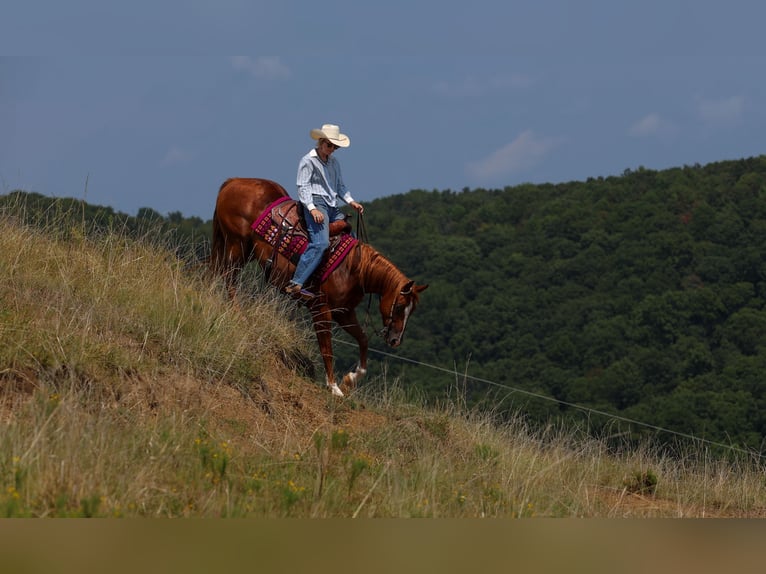 American Quarter Horse Gelding 7 years Sorrel in Quitman