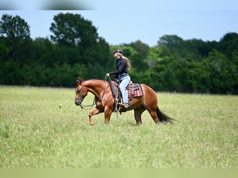 American Quarter Horse Gelding 7 years Sorrel in Waco