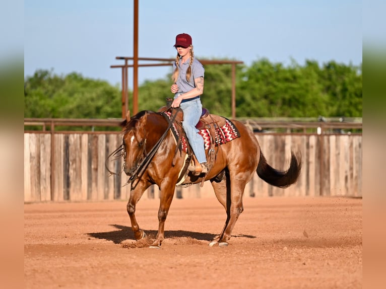 American Quarter Horse Gelding 7 years Sorrel in Waco