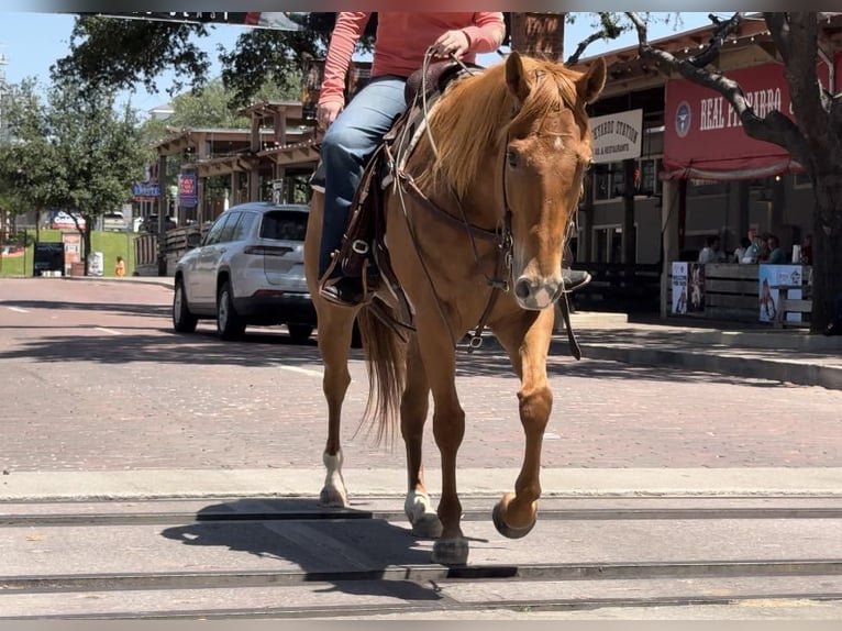 American Quarter Horse Gelding 7 years Sorrel in Weatherford TX