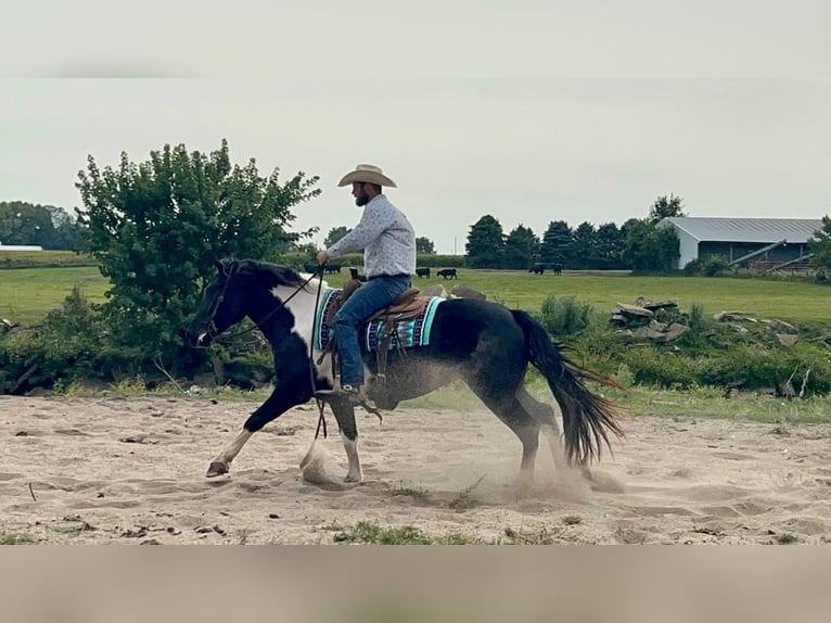 American Quarter Horse Gelding 7 years Tobiano-all-colors in Sheffield IA