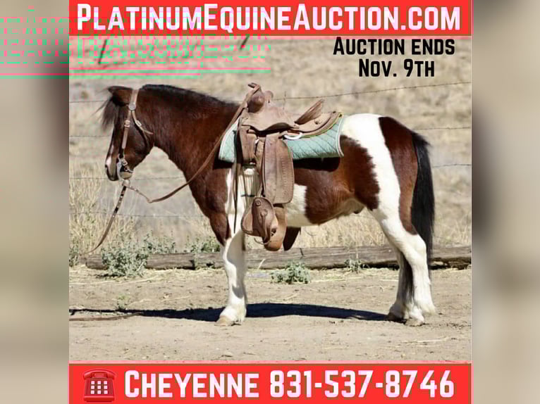 American Quarter Horse Gelding 8 years 10,2 hh Tobiano-all-colors in Bitterwater CA