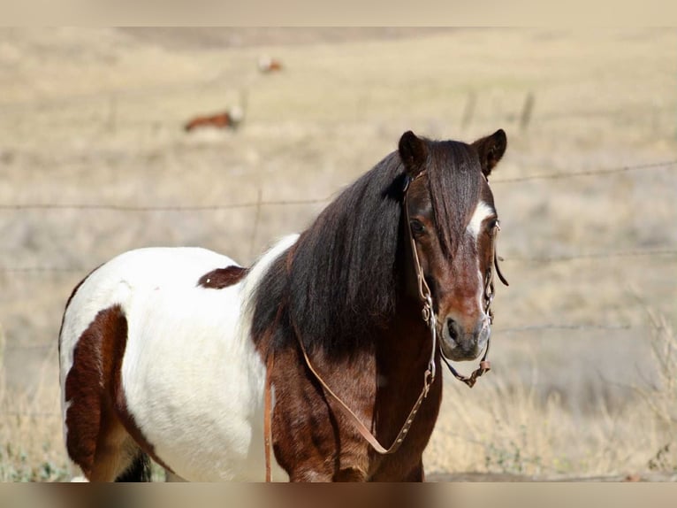 American Quarter Horse Gelding 8 years 10,2 hh Tobiano-all-colors in Bitterwater CA