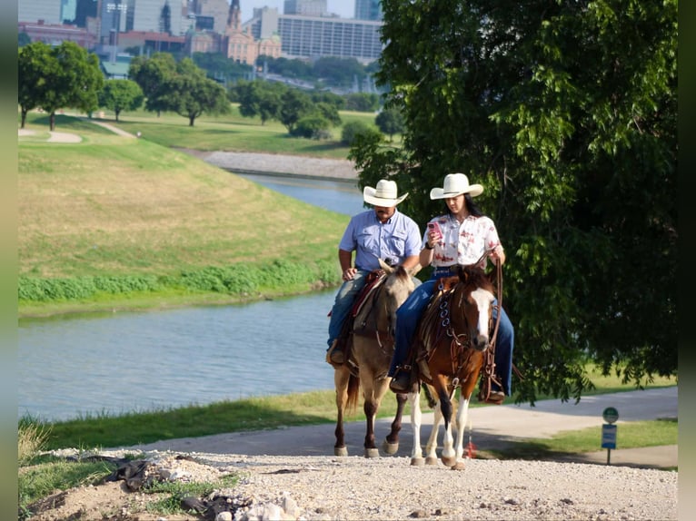 American Quarter Horse Gelding 8 years 12 hh Tobiano-all-colors in Stephenville TX