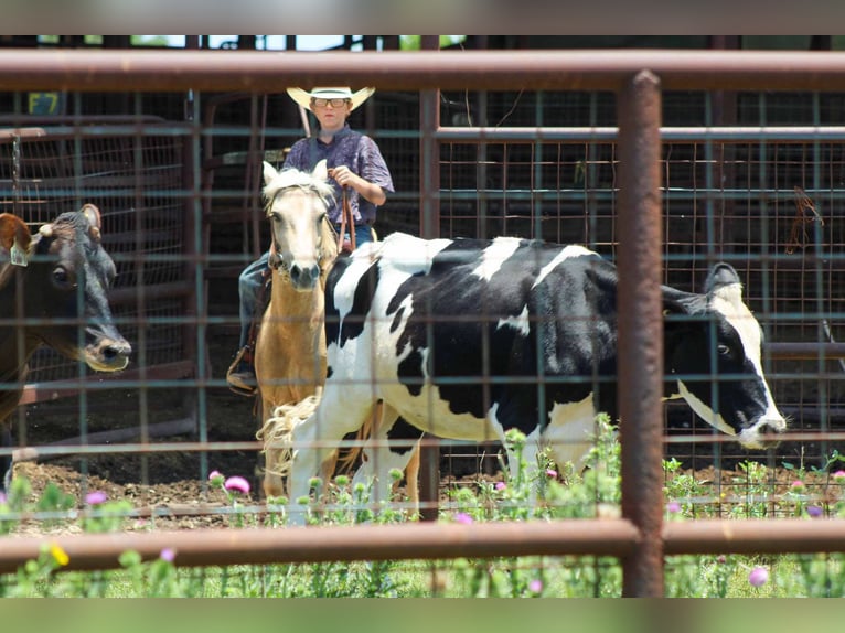 American Quarter Horse Gelding 8 years 12,1 hh Palomino in Stephenville tX