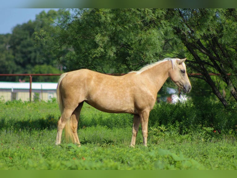 American Quarter Horse Gelding 8 years 12,1 hh Palomino in Stephenville tX